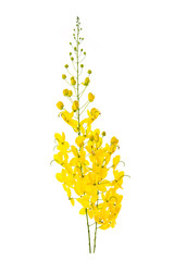 Wall Mural - Cassia fistula flower isolated on white background