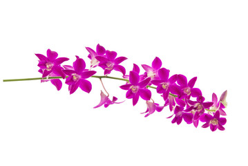 Wall Mural - Beautiful orchids on white background