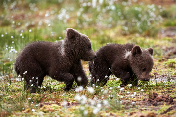 Wall Mural - brown bear cubs