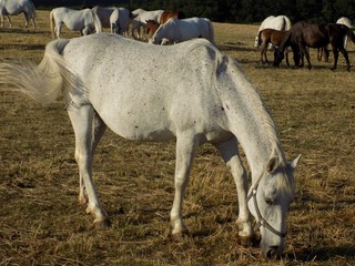 Wall Mural - White horse grazing