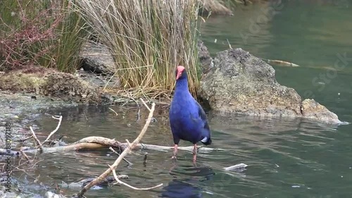 Pukeko Swamp Bird Native To New Zealand On A Pond Beach Pukeko Swamp Bird Native To New Zealand On A Pond Beach