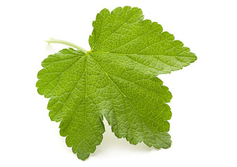 Currant leaf closeup