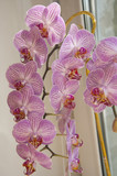 Fototapeta Storczyk - Phalaenopsis