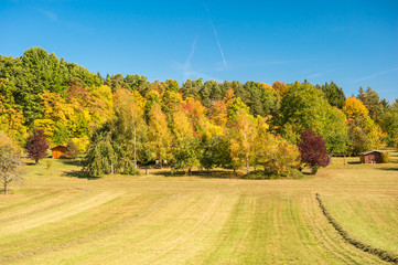 Canvas Print - autumn landscape with yellow and red trees ver blue sky. country