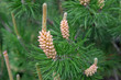 Pine, Pinus sylvestris, male inflorescence