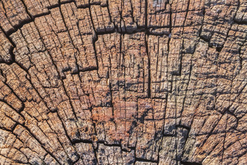 Top surface of an old, bituminous, weathered, rotten, Square Timber Bollard, made of obsolete, scrapped Railroad Cross Tie Timber, with some fungi, lichen and moss in traces.