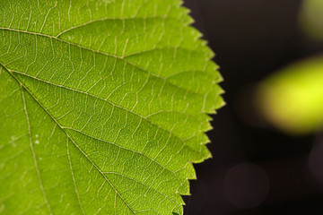 Closeup of a green leaf