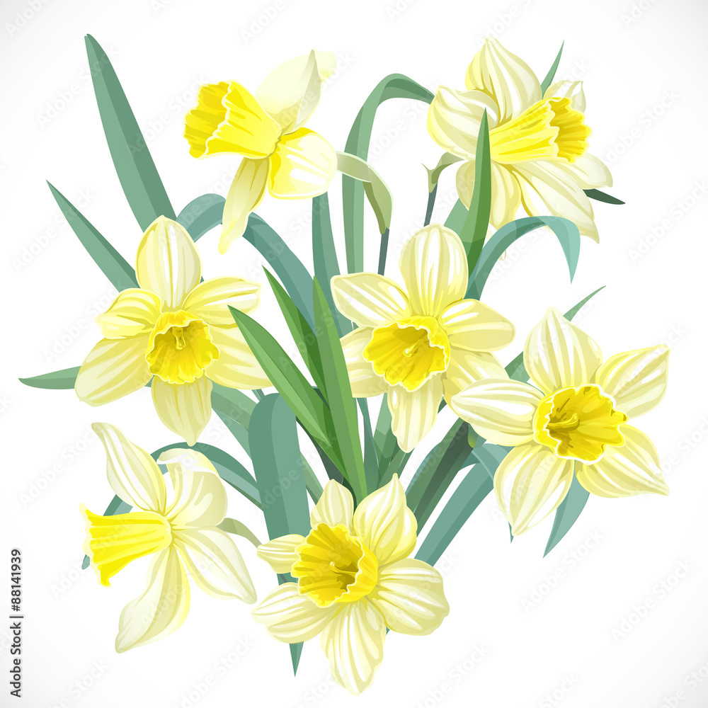 Lush yellow daffodils - obrazy, fototapety, plakaty 