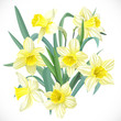 Lush yellow daffodils