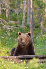Wall Mural - brown bear sitting in forest
