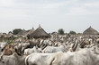 South Sudanese cattle herders