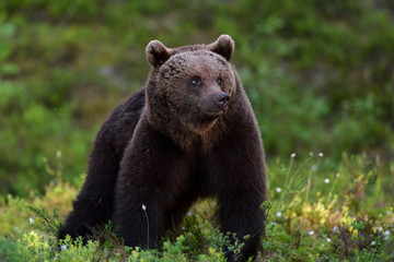 Wall Mural - bear in forest