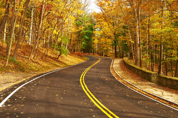 Wall Mural - Autumn scene with road in forest