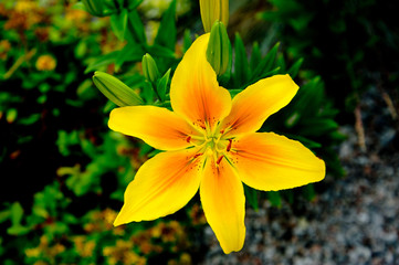 Canvas Print - Hemerocallis