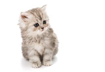 Canvas Print - beautiful fluffy little kittens