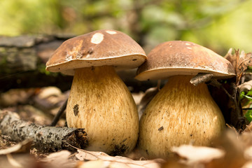 Porcini fungi