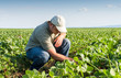  farmer in soybean fields