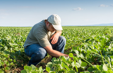 Wall Mural -  farmer in soybean fields