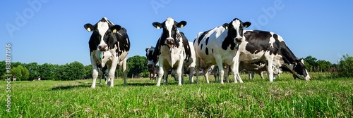 Plakaty krowa  krowy-mleczne-rasy-holsztynsko-fryzyjskiej-na-pastwisku-format-panoramiczny