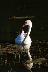 White swan floating on the dark surface of the pond. Contrast bl