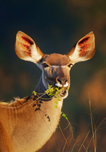 Kudu  Eating Green Leaves