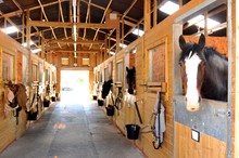 Horses At The Stables 