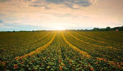 Wall Mural - sunflowers on a field