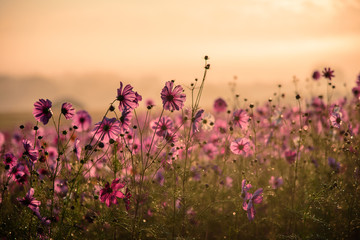 beautiful cosmos flowers blooming in garden. colorful cosmos flowers in spring morning and blue sky.