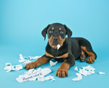 Fototapeta Zwierzęta - The Dog Ate My Homework!!!