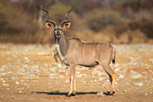 Male Kudu Antelope (Tragelaphus Strepsiceros) In Natural Habitat, Etosha National Park, Namibia
