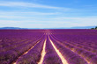 Lavender field at the plateau of Valensole in Provence, France