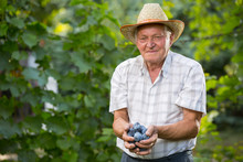 Senior Man Picking Plums In An Orchard, Selective Focus