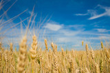 Fototapeta  - Ripe wheat