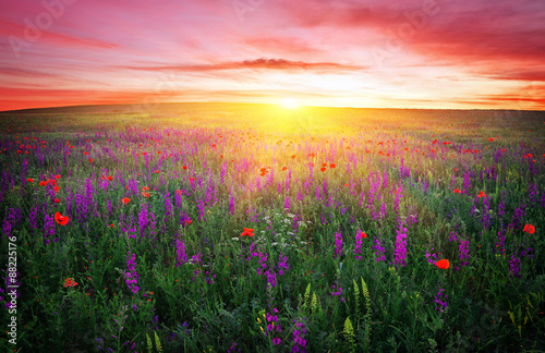 Field with grass, violet flowers and red poppies against the sun