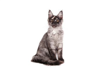 Maine Coon kitten on front of white background. Cat sitting. Cat three months.
