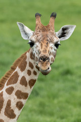 Wall Mural - young giraffe headshot, portrait with green grass background.