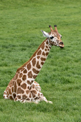 Wall Mural - young giraffe lying on grass.