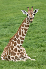Wall Mural - young giraffe lying on grass.
