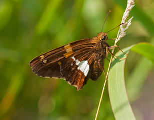 Wall Mural - Silver-spotted Skipper