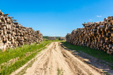Fototapeta Natura - Felled tree trunks piled on either side of agricultural road