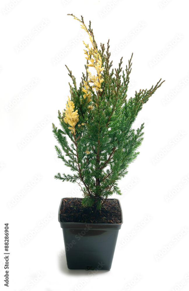 Juniperus chinensis Variegata in a pot Stock Photo | Adobe Stock