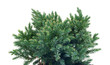 Juniperus squamata  Blue Star