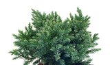 Fototapeta  - Juniperus squamata  Blue Star