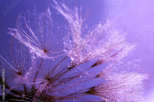 Obraz w ramie Beautiful dandelion with water drops on purple background