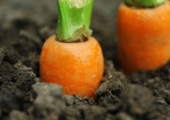 Sticker - New fresh carrots in soil in garden