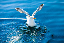 Landing Of Seagull In Water.
