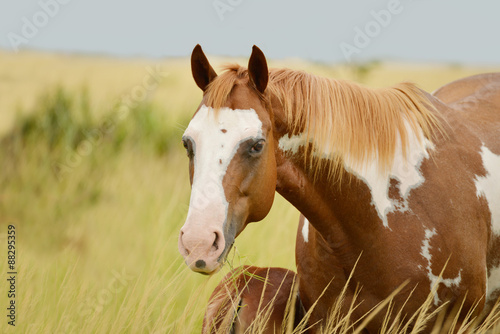 Naklejka na szybę Pinto quarter horse mare feeding its colt in a horse farm in Panama