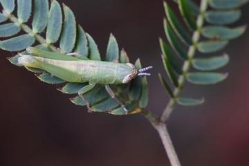 grasshopper perched on the leaf.