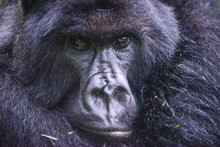 Mountain Gorilla (Gorilla Beringei Beringei), Virunga National Park, Rwanda