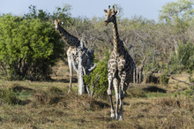 Southern Giraffes (Giraffa Camelopardalis), Khwai Concession, Okavango Delta, Botswana